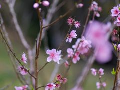 -深圳仙湖植物园