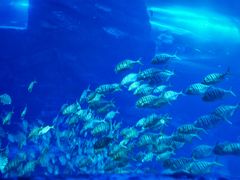 -太平洋海底世界