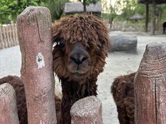 -上海野生动物园