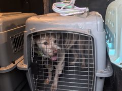-趣玩宠物乐园寄养训犬训狗游泳池