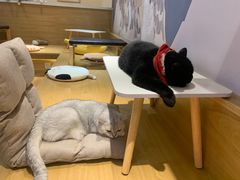 -滚猫咖啡·猫咖·猫友好撸猫(未来城店)