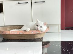 -贝康宠物医院·犬猫全科·小动物特色诊疗中心(东环路店)
