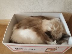 -猫腻·猫咖·撸猫馆(星光大道店)