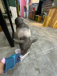 点击看大图 -神奇动物撸宠馆·羊驼·小浣熊·异宠(豫园店)