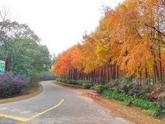 -上海海湾国家森林公园