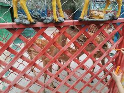 -萌宠亲子动物乐园(槐房万达店)