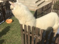 -伯衡55·吉品轩(乌鲁木齐南路店)