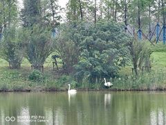 -盐城丹顶鹤湿地生态旅游区