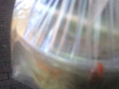 -大东北首席烤冷面(常兴路店)