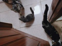 -瑞鹏宠物医院·骨科·猫科·内科(第一中心)