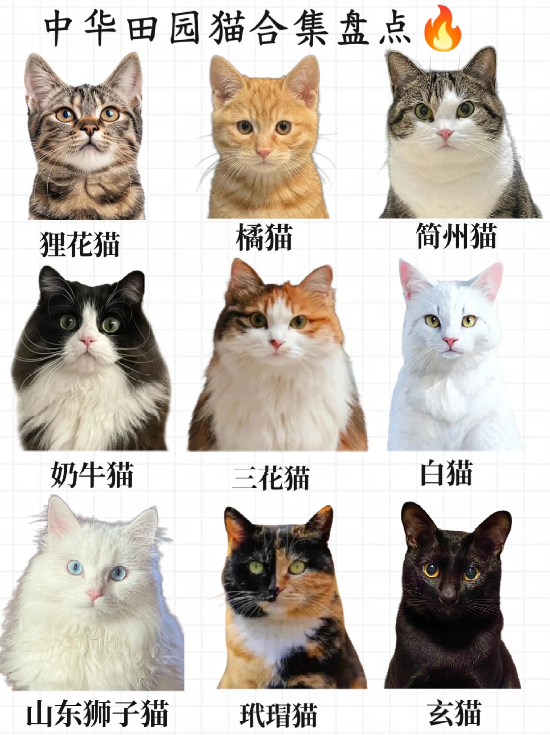 九大中华田园猫,你爱哪一只?