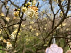 -梅花山(明孝陵内)
