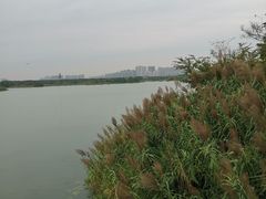 -贡湖湾湿地公园