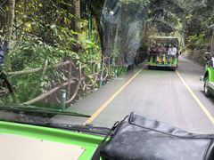 -西双版纳原始森林公园
