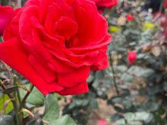 -人民公园(罗湖区)