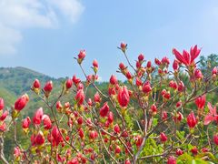 -木兰云雾山