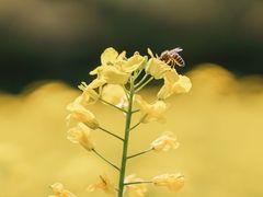 -西湖风景区-江洋畈生态公园