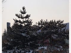 -大兴滨河森林公园