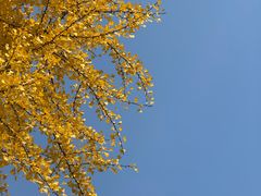 -三里屯东五街银杏大道