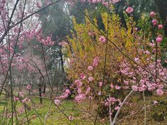-武汉大学-樱园