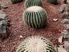 -呀路古热带植物园