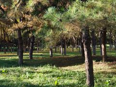 -大兴滨河森林公园