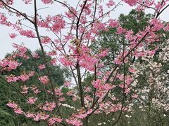 -南山植物园