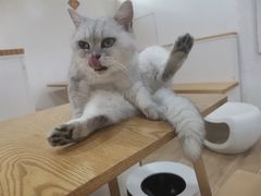 -李小姐の猫咖啡馆(五角场店)