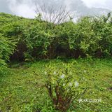 熊猫坪