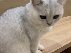 -是阿柴呀！柴犬咖啡·爱喵喵猫咖