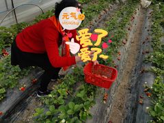 -喜杨洋草莓采摘园