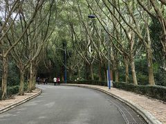 -滴水岩森林公园