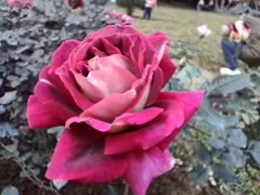 -人民公园(罗湖区)