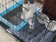 -屋虎猫馆(宝安大仟里店)