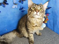-艾吉宠物医院·疑难杂症转诊中心·猫友好(碧江路院)