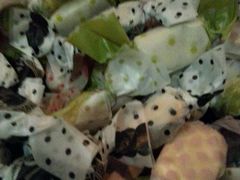 -清悦酒吧咖啡馆