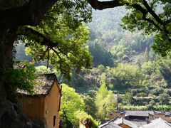 -杨家堂村