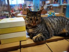 -猫的天空之城概念书店(杭州南宋御街店)