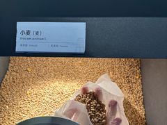-四川大学博物馆