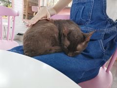 -喵屿·大理花园猫咖