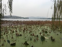 -西湖外事游船(花港观鱼码头)