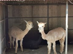 -意大利农场度假村