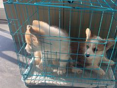 -芭比堂动物医院·CT·微创中心(新顺分院)