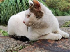 -法云古村