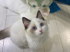 -喵的天空名猫咖啡馆·撸猫·猫舍·用品