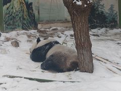 -栾川竹海野生动物园