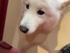 -和它·交个朋友·狗咖猫咖(爱琴海店)