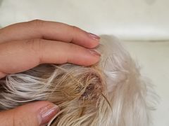 -瑞派名望24h动物医院异宠专科·猫专科·骨科·重症监护分院