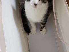 -宠爱国际动物医院·消化内科·心肾内科·ISFM猫友好(望京店)