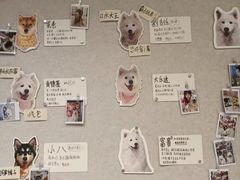 -毛绒耶耶撸宠馆·猫咖·狗咖·荷兰猪咖